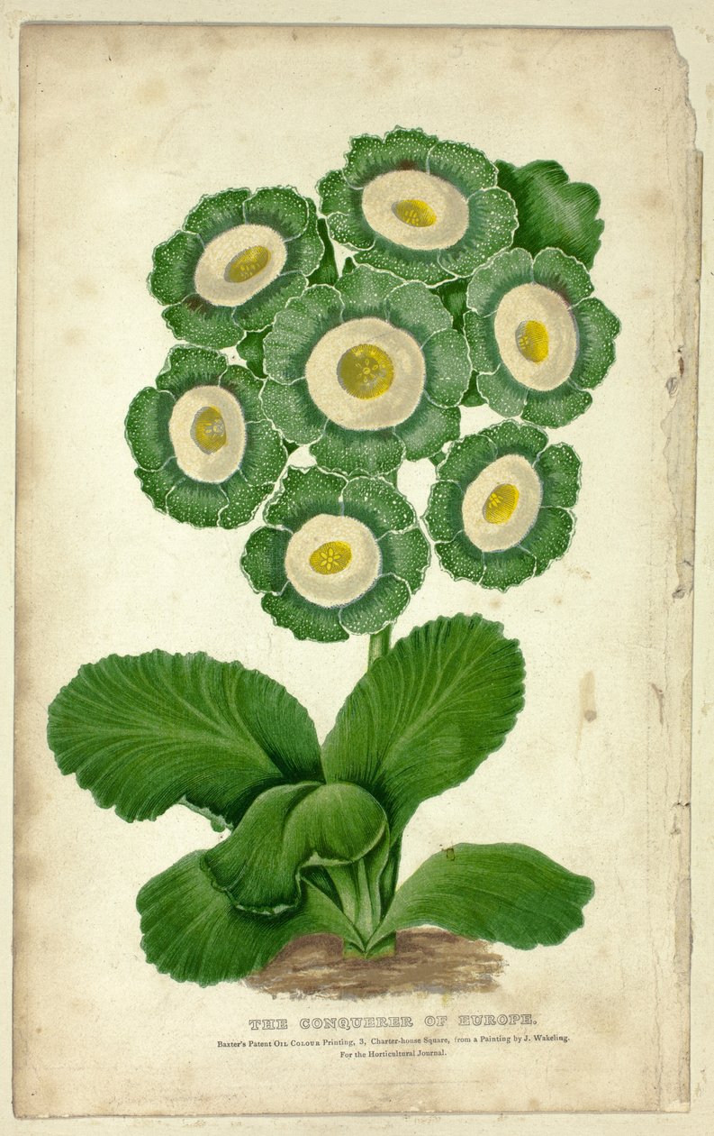 El conquistador de Europa (Auricula) de George Baxter