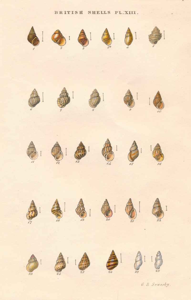 Proyectiles británicos, c1859 de George Brettingham Sowerby