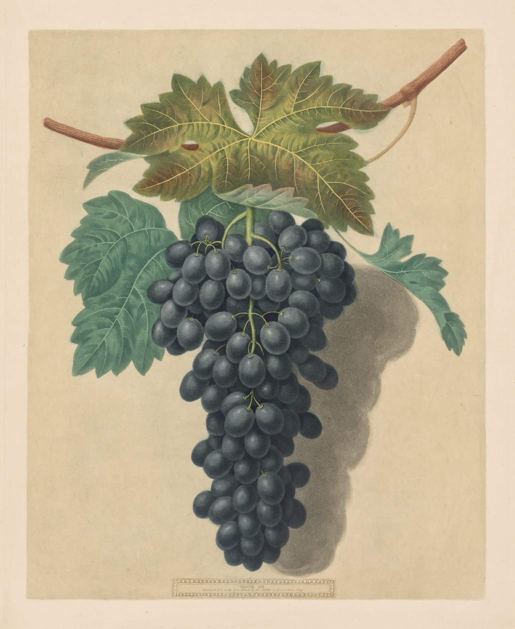Pomona Britannica: No. 52 - Uva Black Prince de George Brookshaw