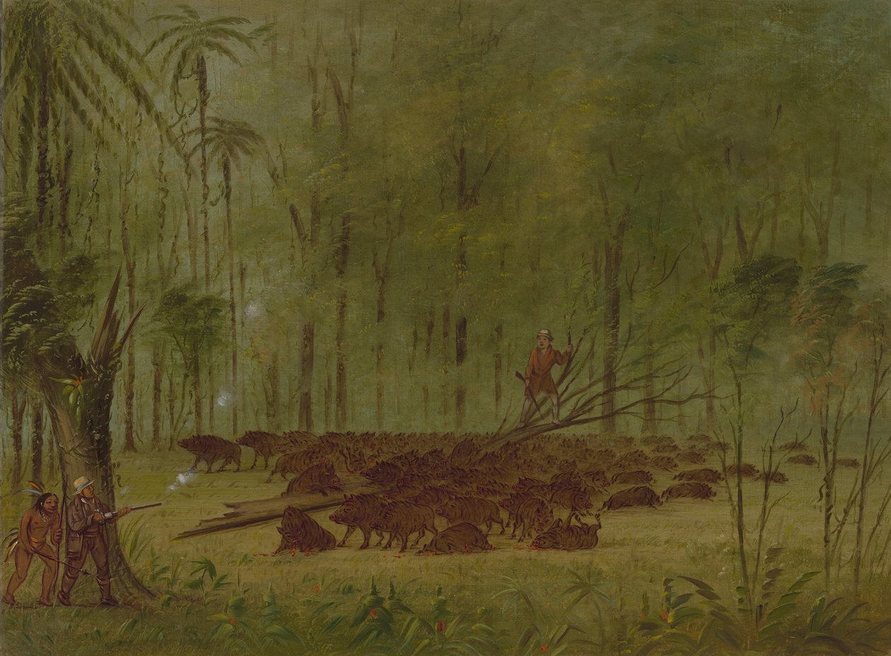 Una Pelea con Pecaríes - Caribe de George Catlin