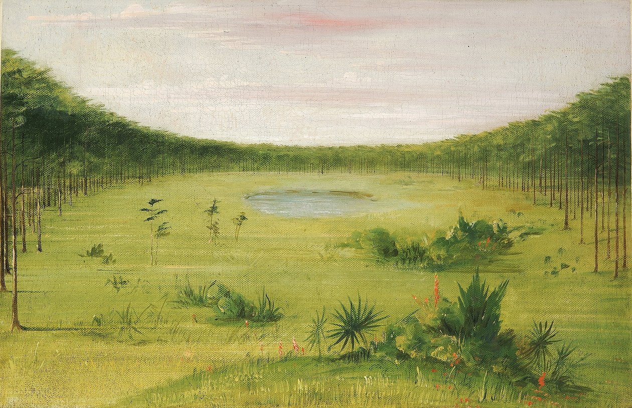 Hermosa sabana en los pinares de Florida de George Catlin
