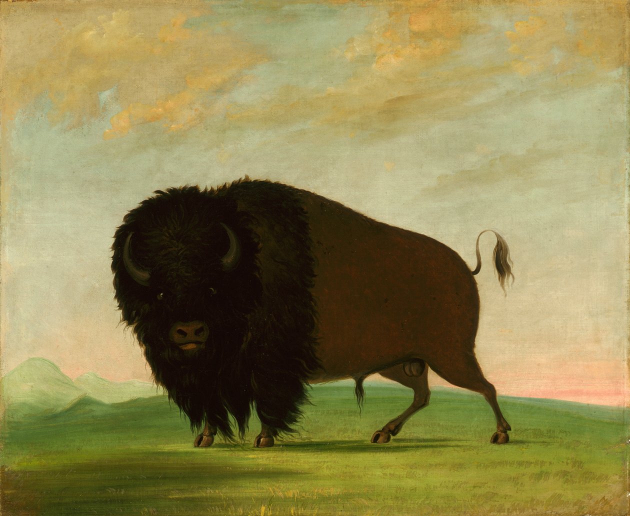 Toro de búfalo, pastando en la pradera, 1832-1833 de George Catlin