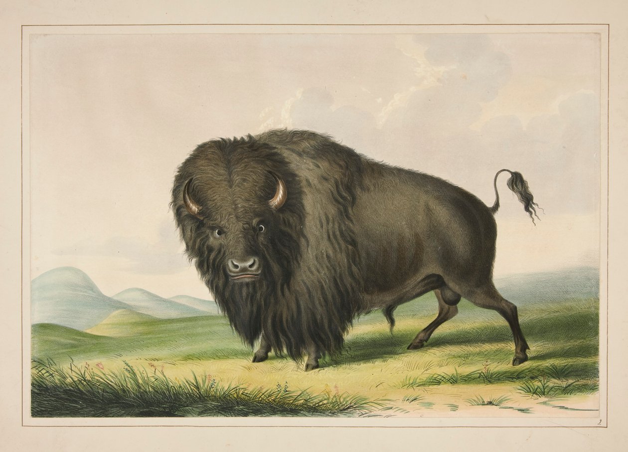 Pastoreo de toros de búfalo, pl. 2 de la cartera de indios norteamericanos de George Catlin