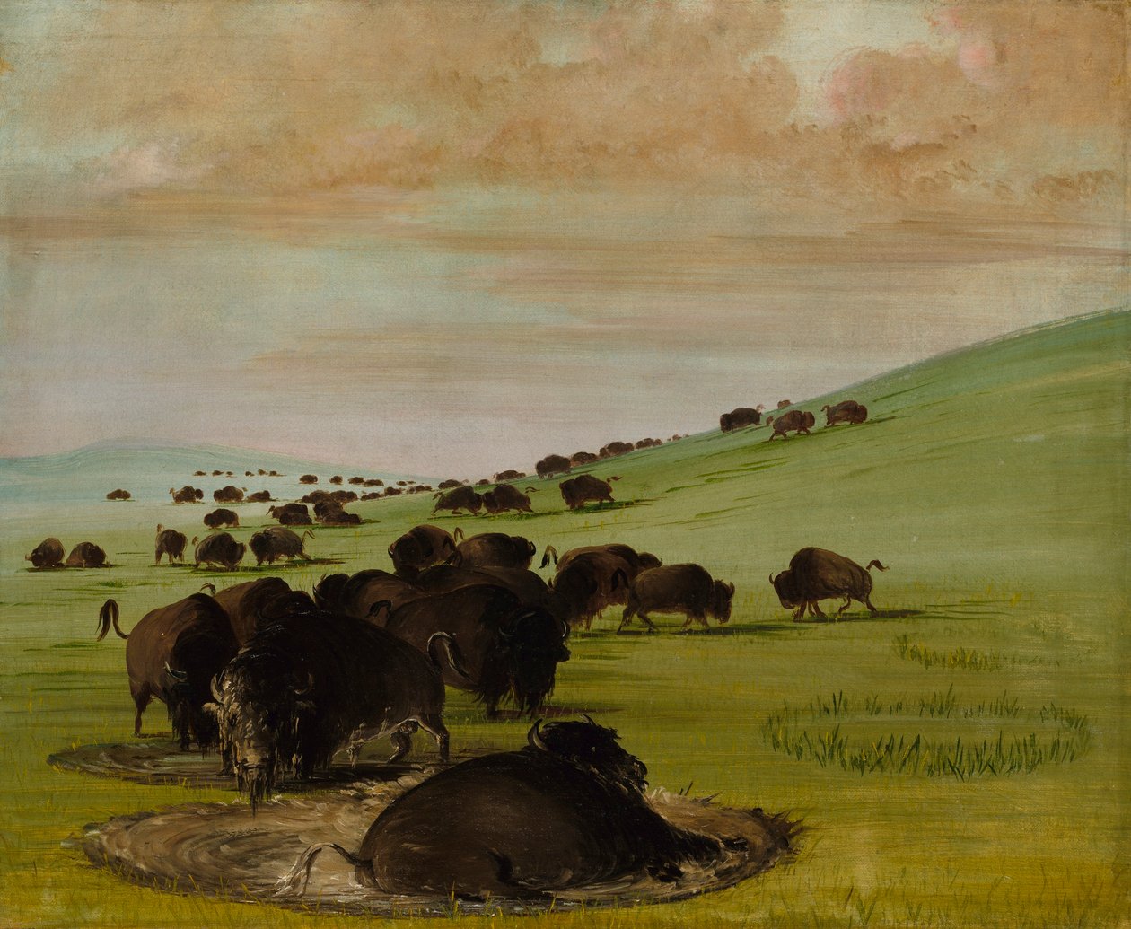 Toros de búfalo en una revolcadero de George Catlin