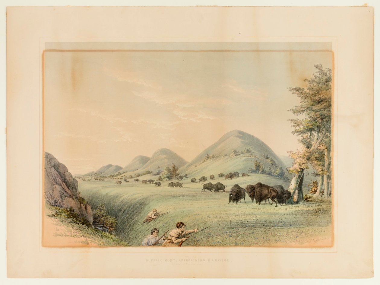 Buffalo Hunt; Approaching in a Ravine--no. 11 de George Catlin
