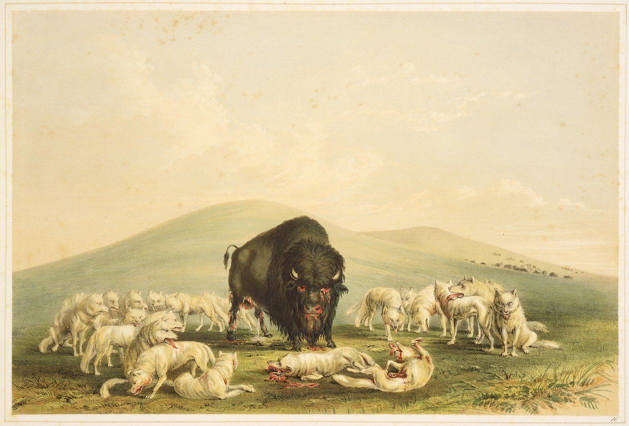Caza del búfalo: Caza del búfalo: Los lobos blancos atacan al toro búfalo de George Catlin