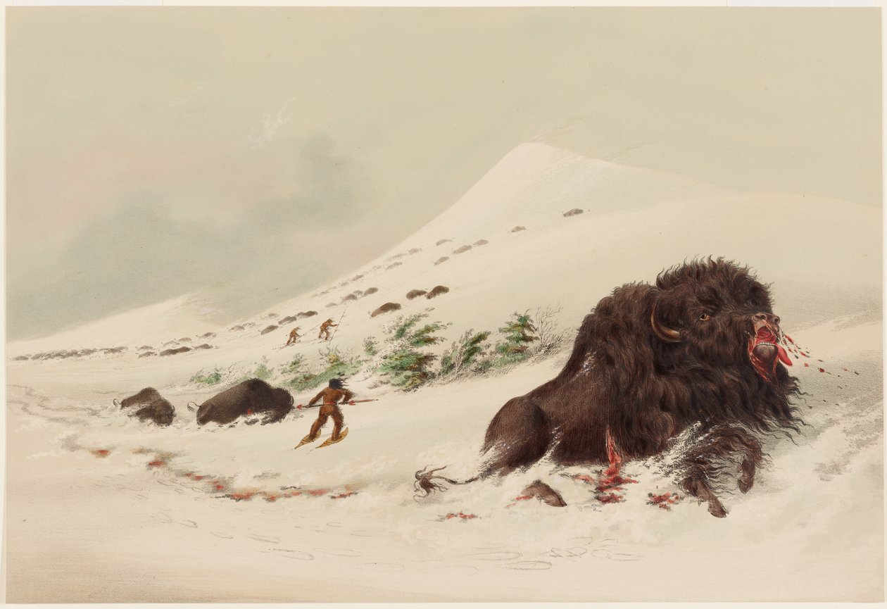 Caza de búfalos, toro de búfalo moribundo en un ventisquero de George Catlin