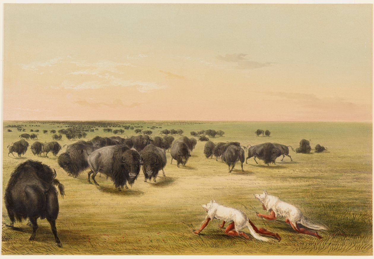 La caza del búfalo, bajo la piel del lobo blanco de George Catlin