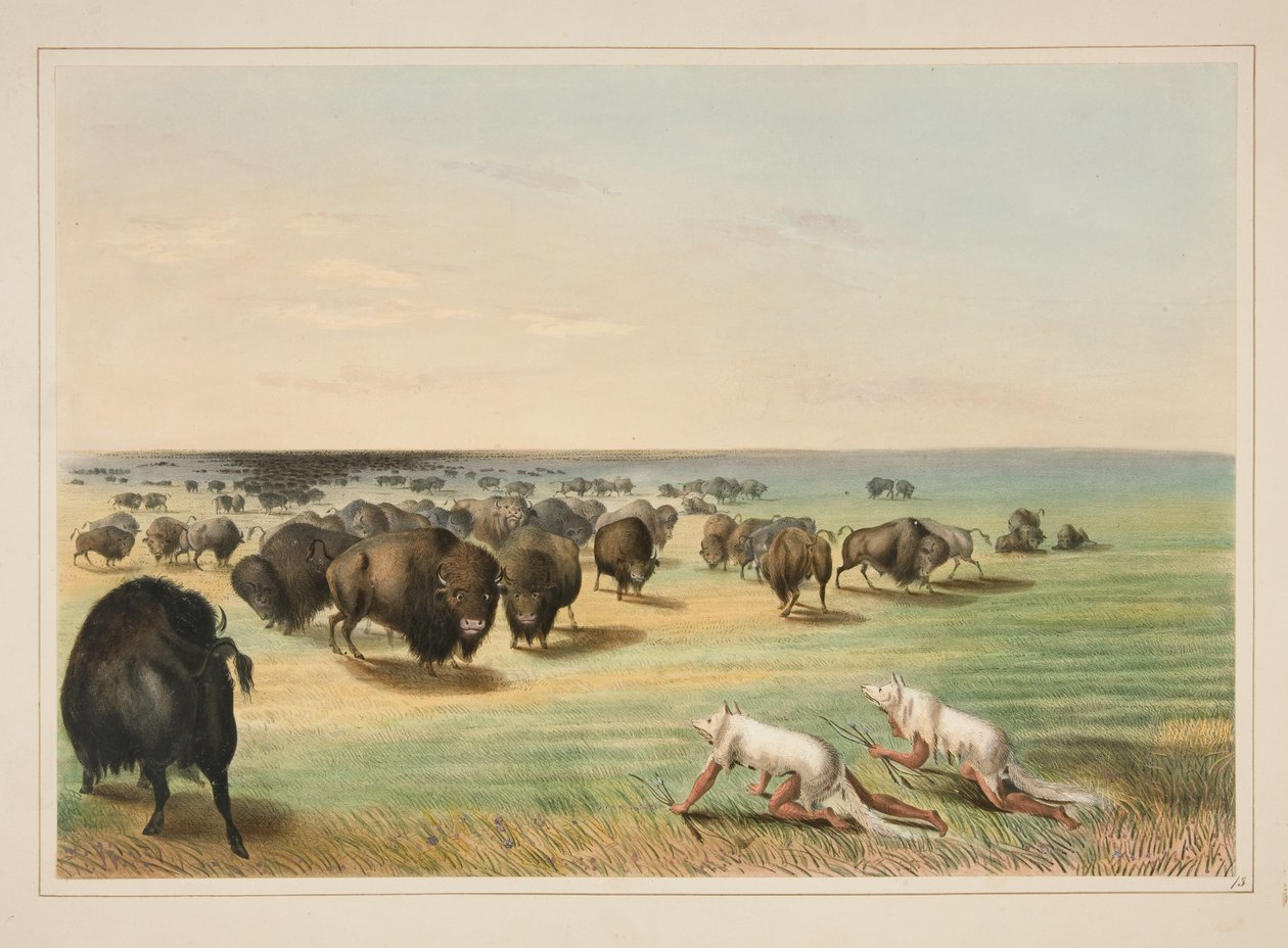 Caza de búfalos, bajo la piel del lobo blanco, lámina 13 del portafolio de los indios norteamericanos de George Catlin