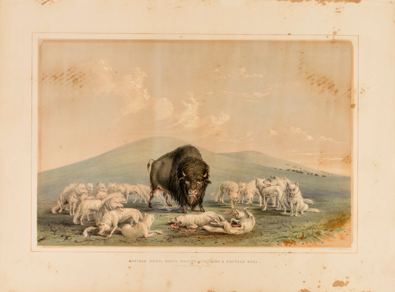 Caza de búfalos, lobos blancos atacando a un toro búfalo--no. 10 de George Catlin