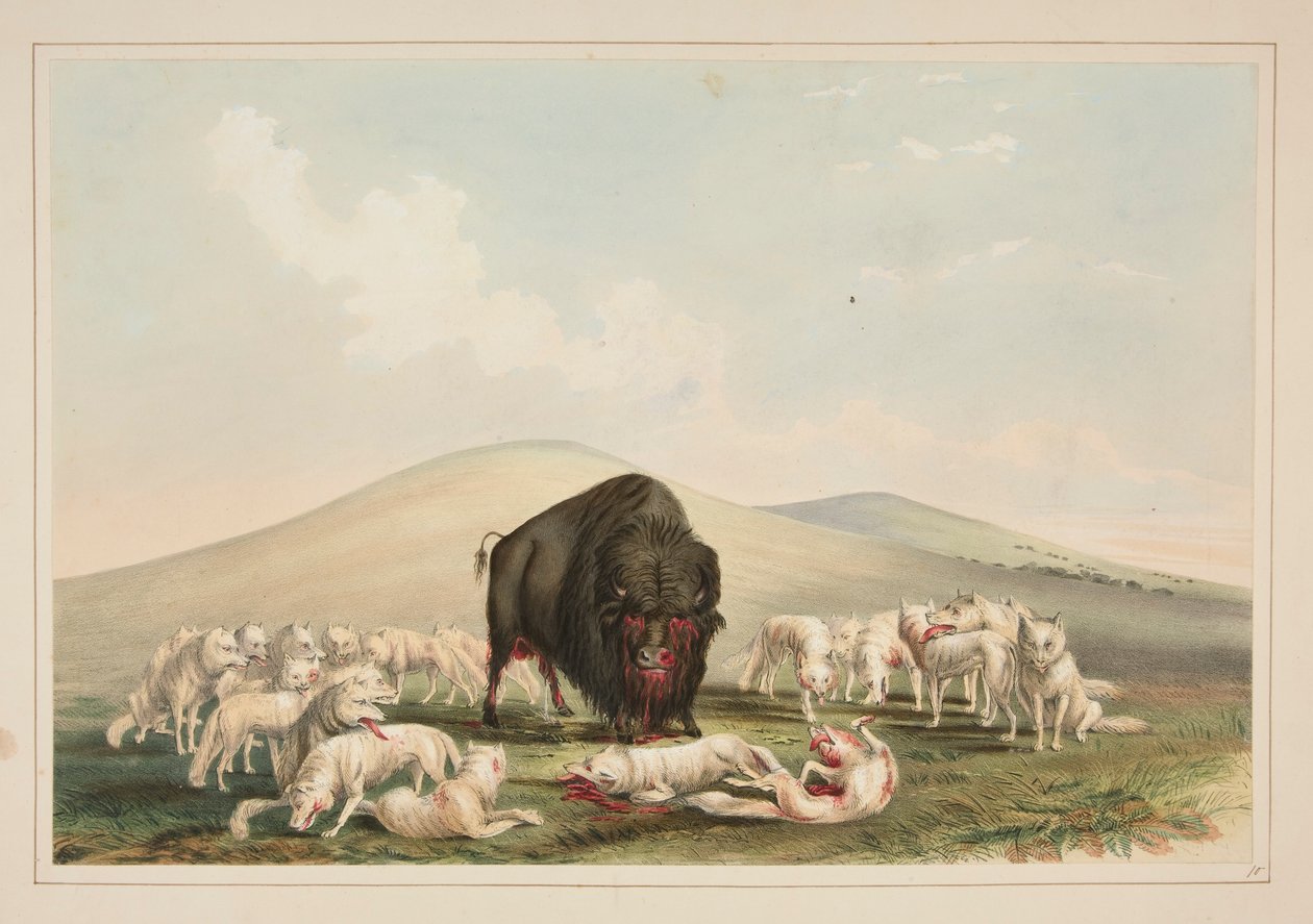 Caza de búfalos, lobos blancos atacando a un toro búfalo, pl. 10 de la cartera de indios norteamericanos de George Catlin