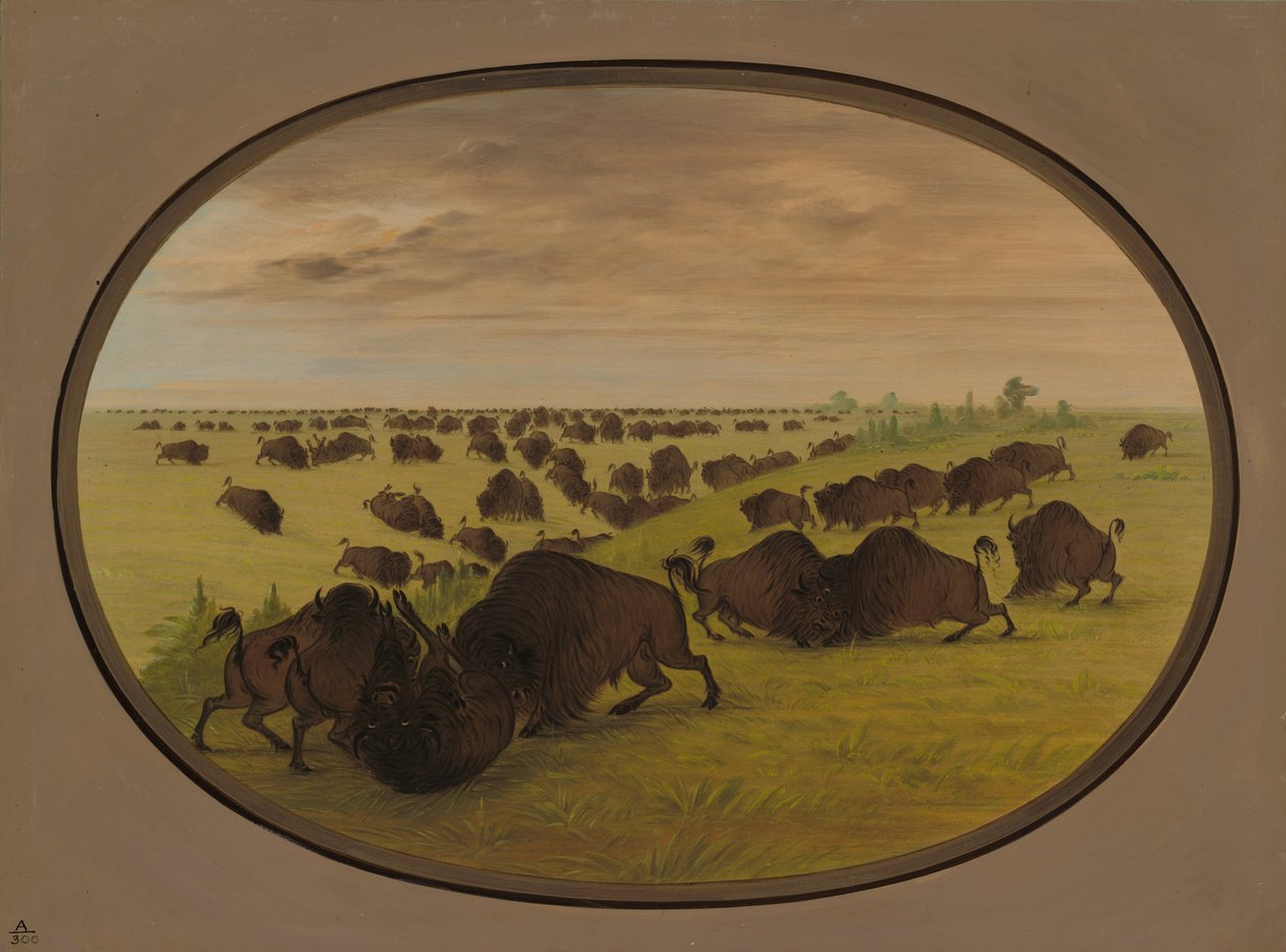 Toros luchando, 1861-1869 de George Catlin