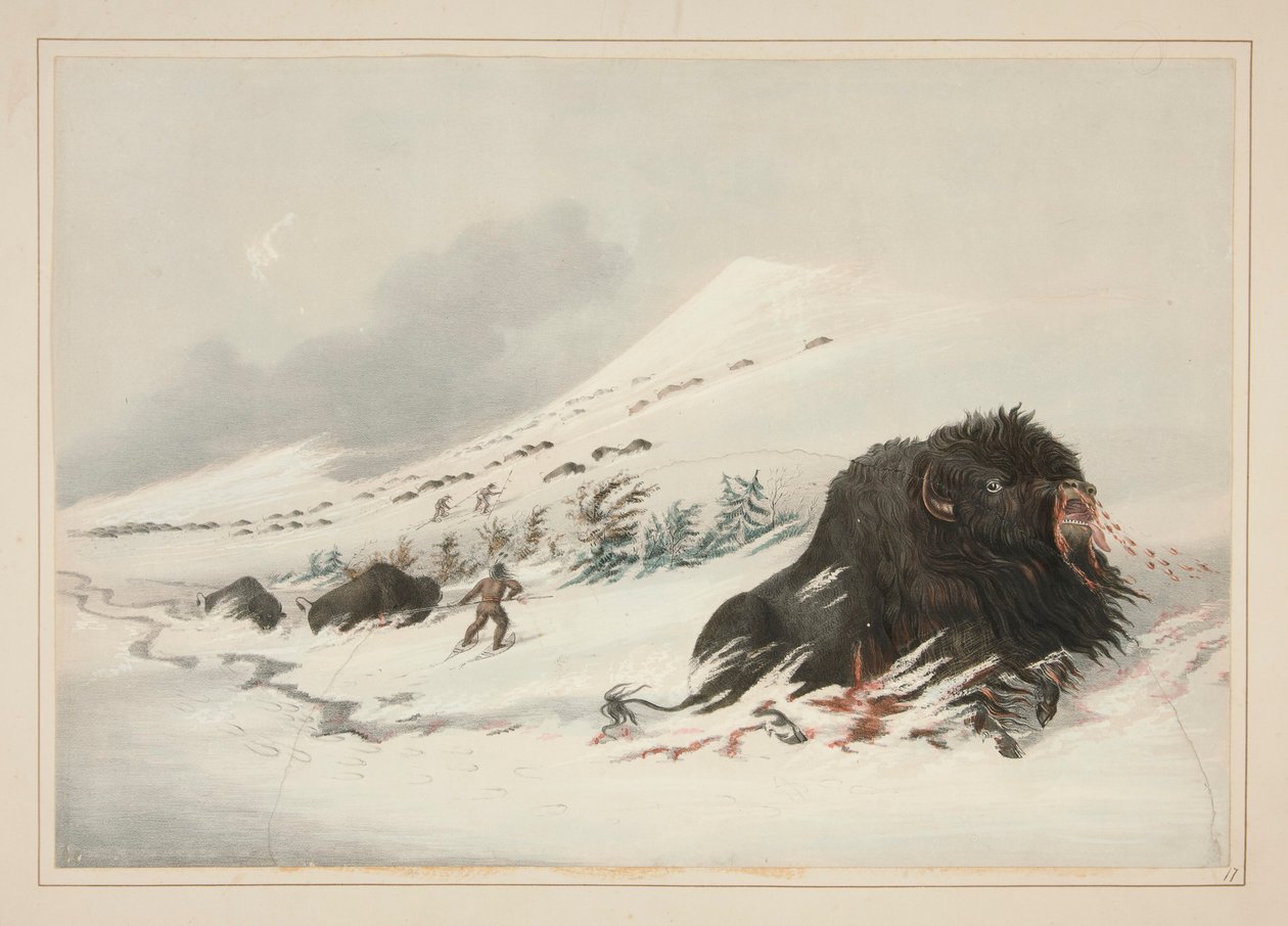 Buffalo Bull moribundo, en Snow Drift, pl. 17 de la cartera de indios norteamericanos de George Catlin