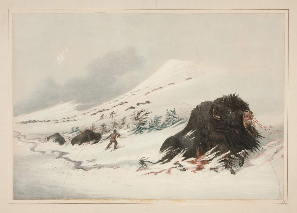 Bisonte macho moribundo en un ventisquero, lámina 17 del Portafolio de los Indios norteamericanos de George Catlin