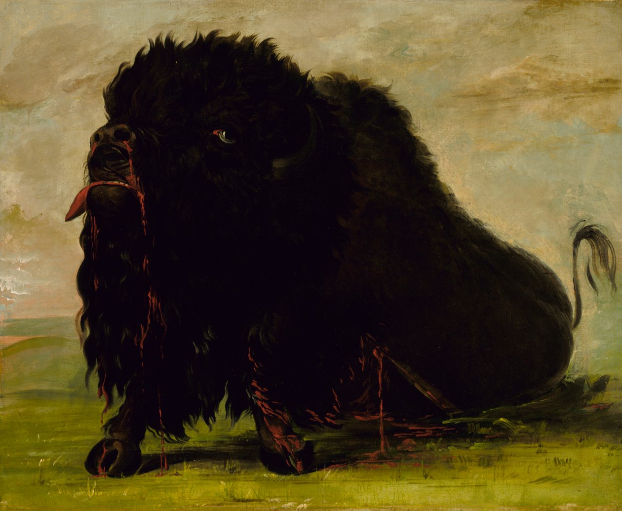 Búfalo moribundo, herido con una flecha, 1832-1833 de George Catlin