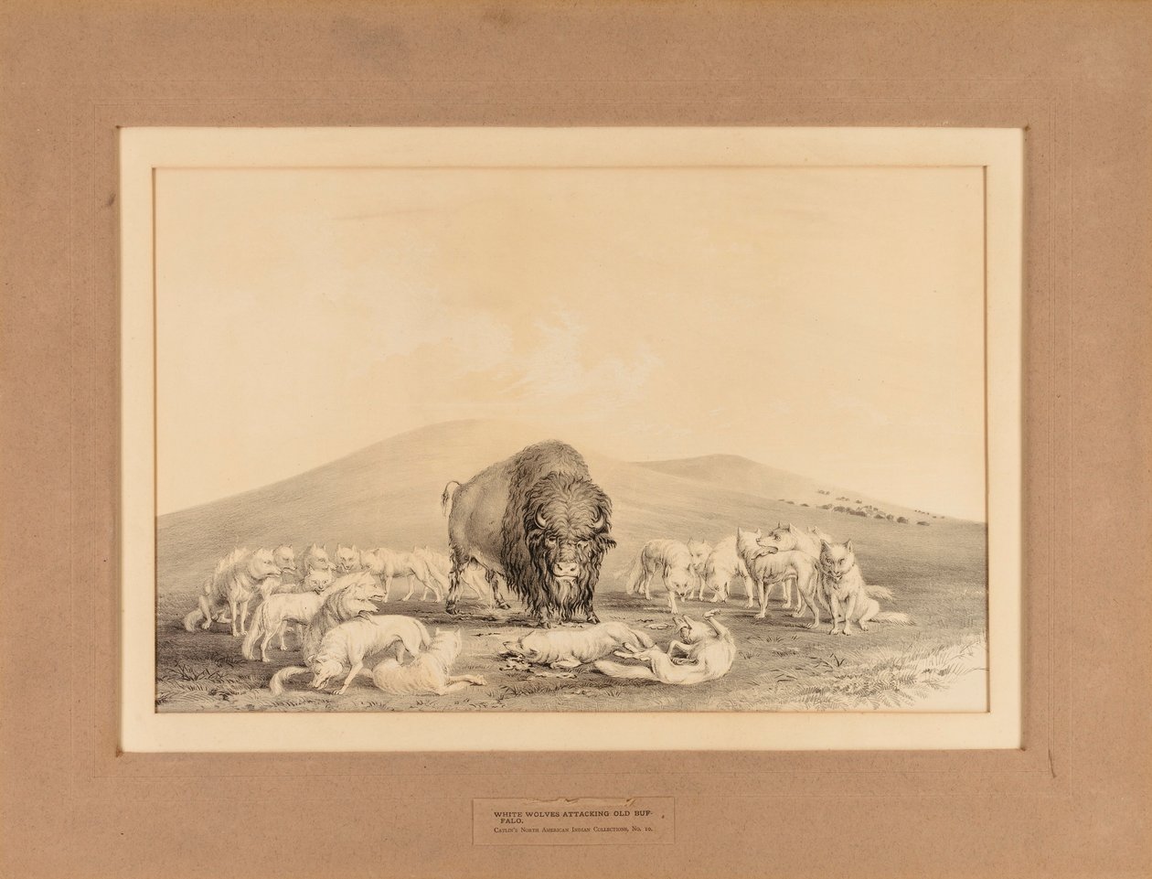 Los lobos blancos atacan al viejo búfalo--no. 10 de George Catlin