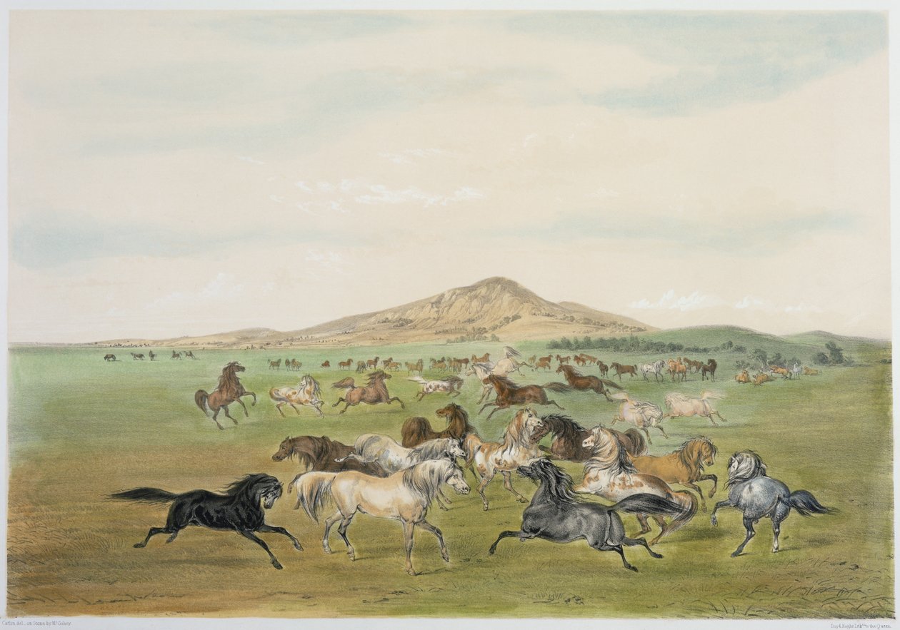 Caballos salvajes jugando (litografía en color) de George Catlin