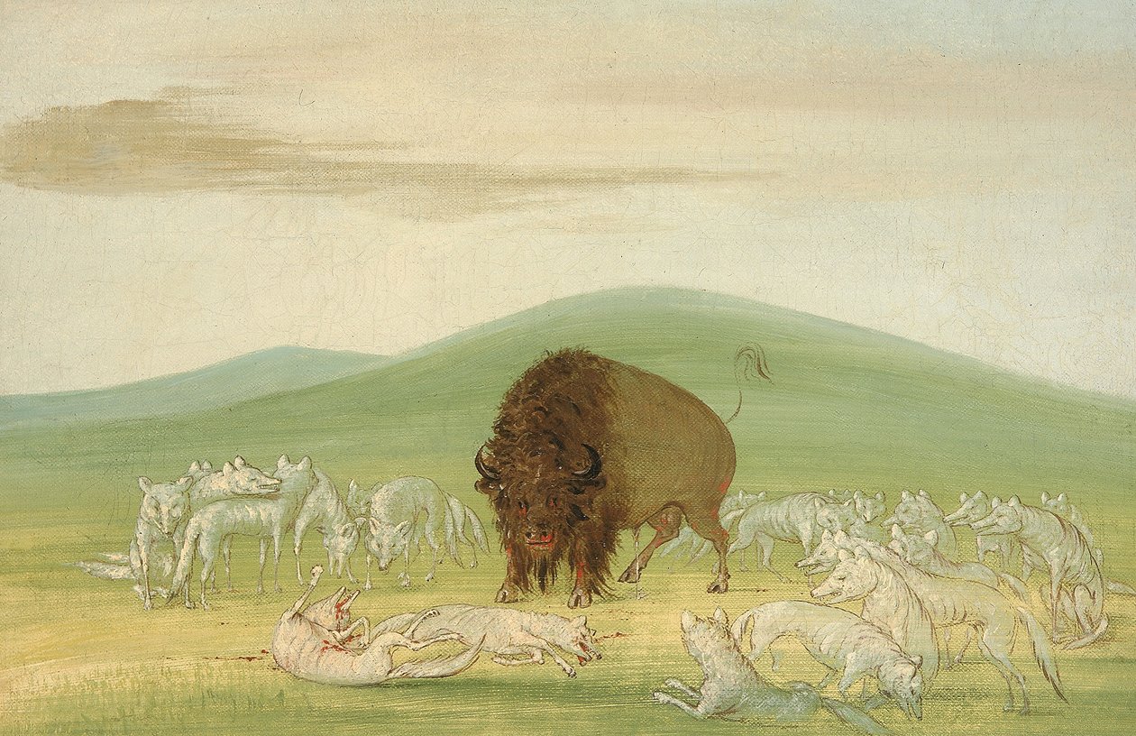 Toro búfalo herido rodeado de lobos blancos de George Catlin