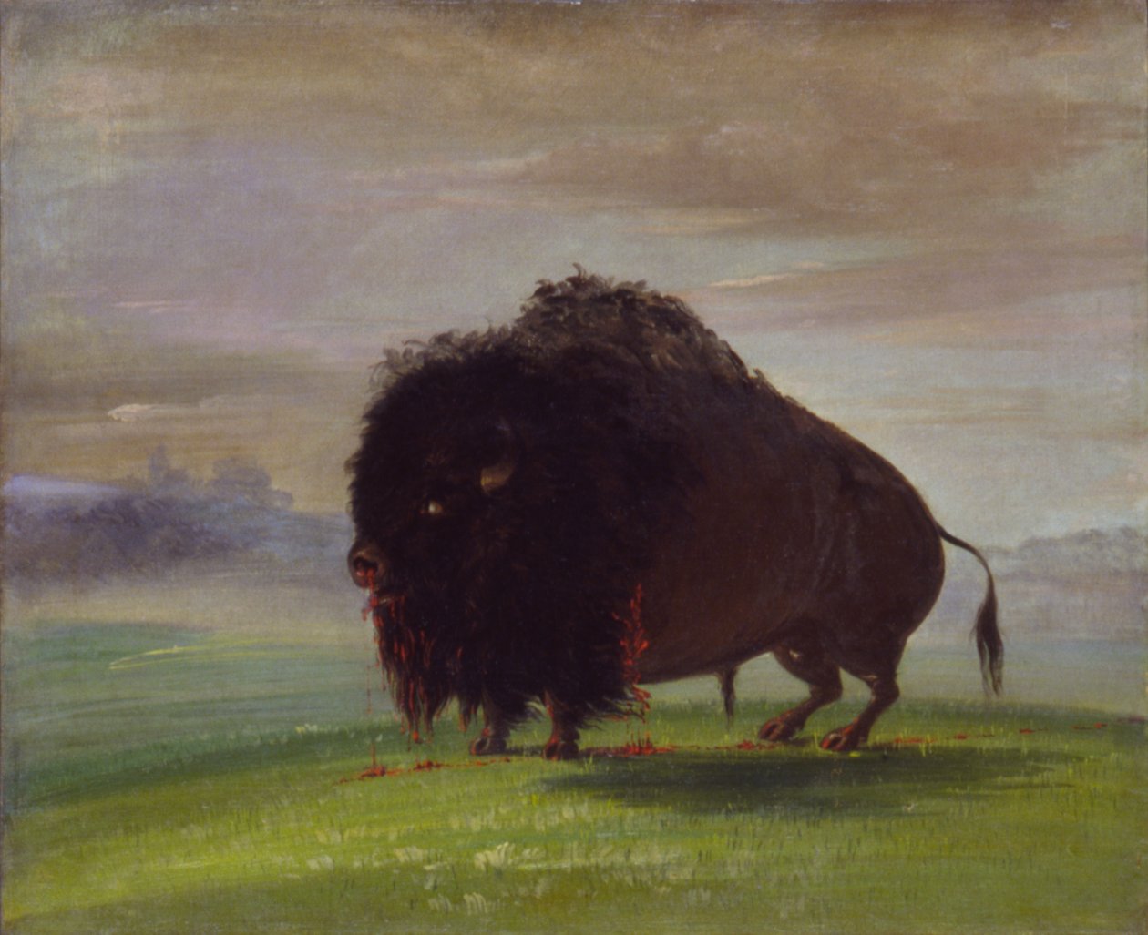 Búfalo Herido, Esparciendo Su Sangre sobre las Praderas, 1832-1833 de George Catlin