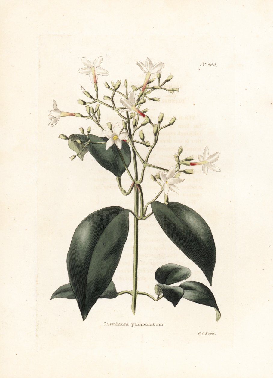 Jazmín (Jasminum paniculatum) - Litografía de George Cooke, para la revista británica Conrad Loddiges Botanical Cabinet (1738-1826) de George Cooke