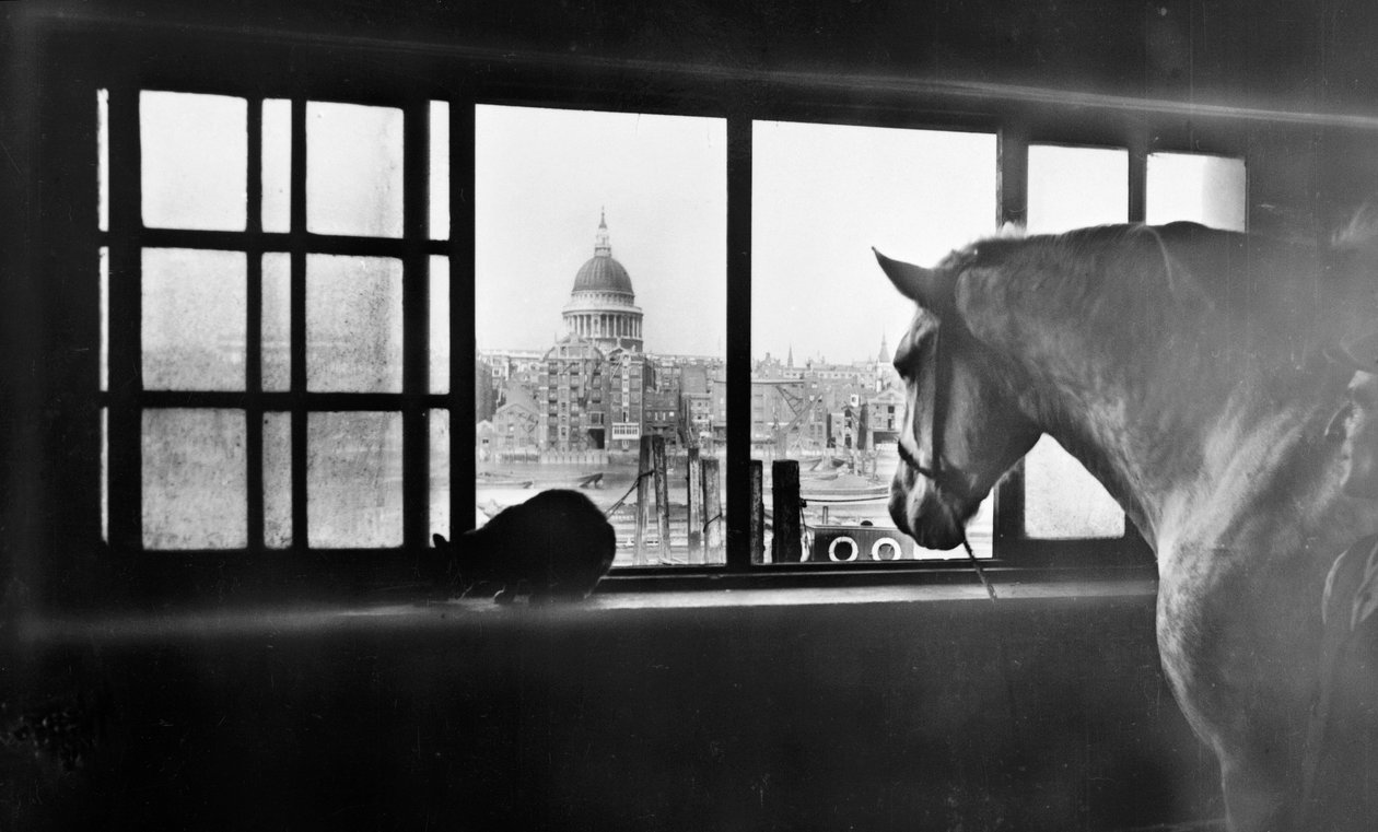Caballo con vista a la Catedral de San Pablo desde un establo de varios pisos, Londres de George Davison Reid