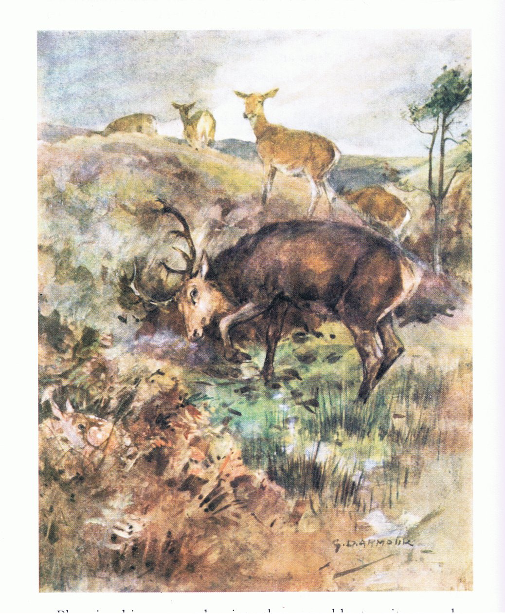 Hundiendo su gran cornamenta en el suelo, lo desgarró (litografía en color) de George Denholm Armour