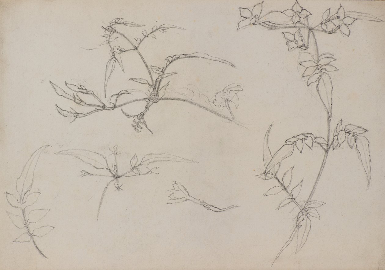 Dibujo botánico de George Dutch Davidson