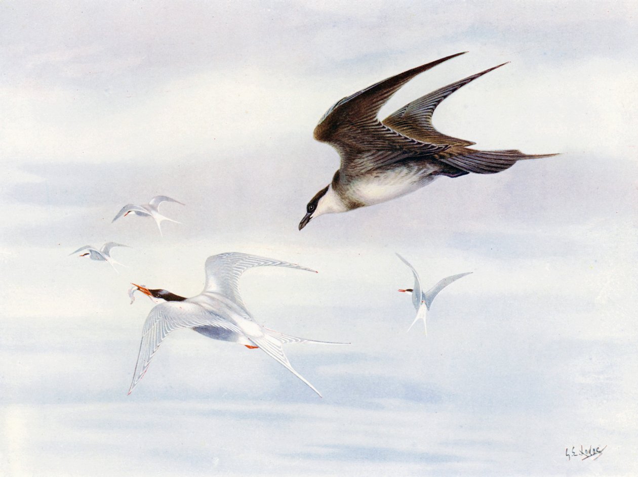 Arctic-tern perseguido por Arctic-skua (litografía en color) de George Edward (after) Lodge