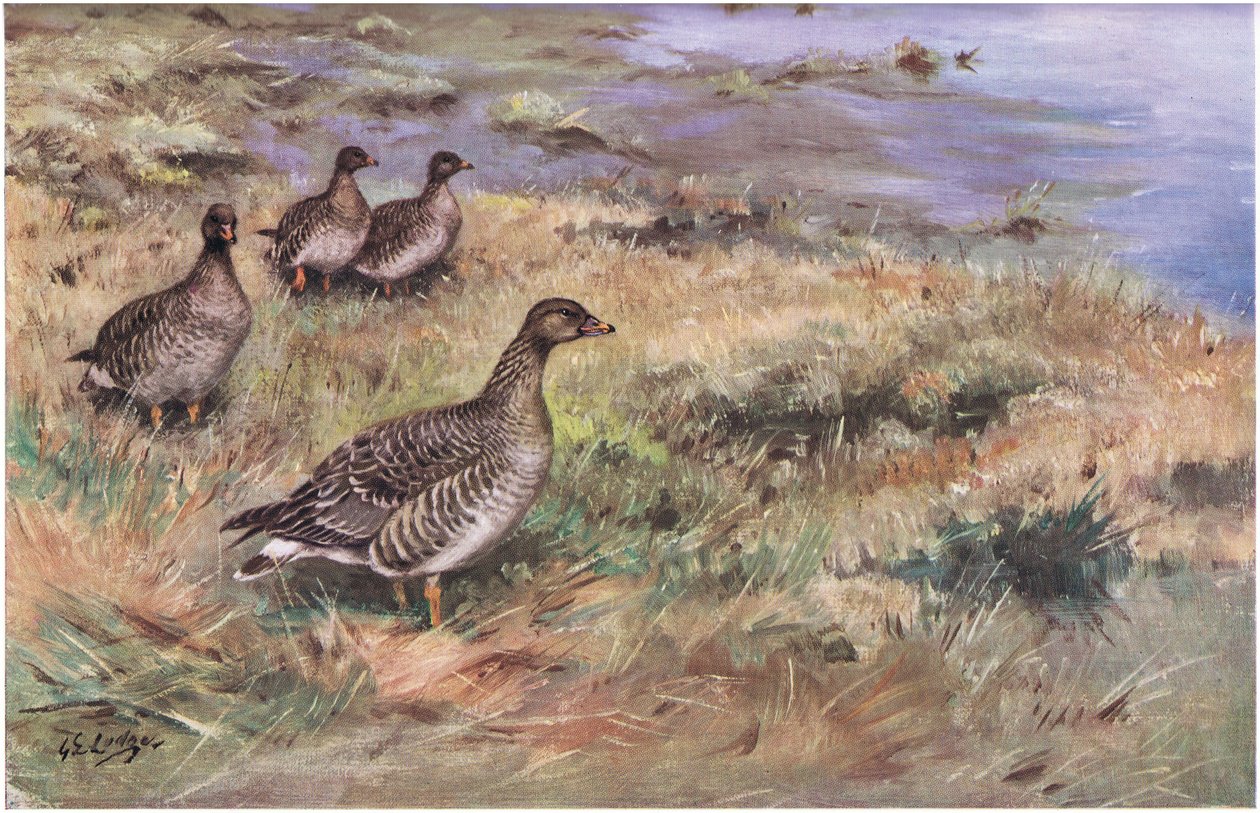 Ganso del bosque (litografía) de George Edward Lodge