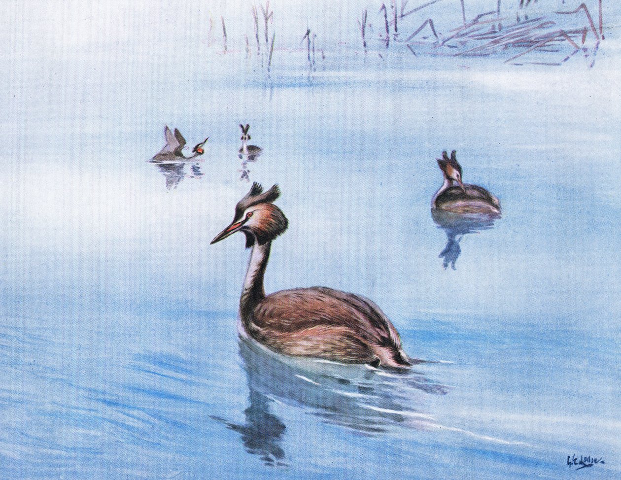 Somormujo lavanco (litografía) de George Edward Lodge