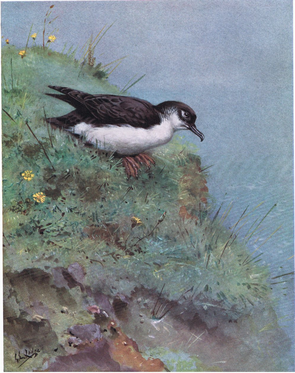 Fardela común (litografía) de George Edward Lodge