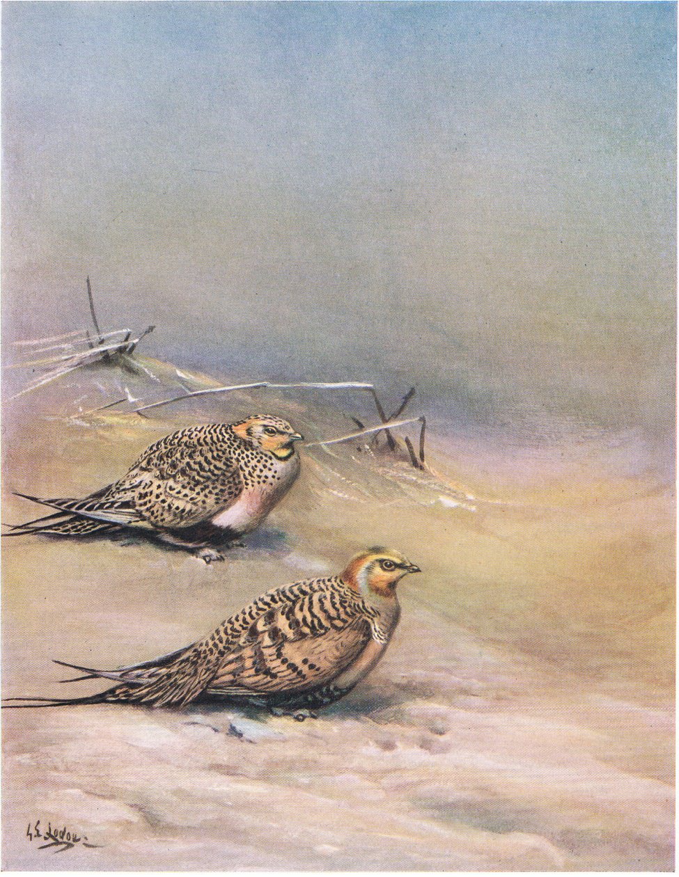 Ganga de Pallas (litografía) de George Edward Lodge
