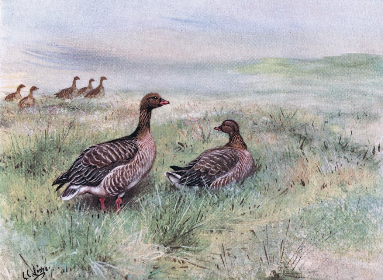 Gansos de patas rosadas (litografía) de George Edward Lodge