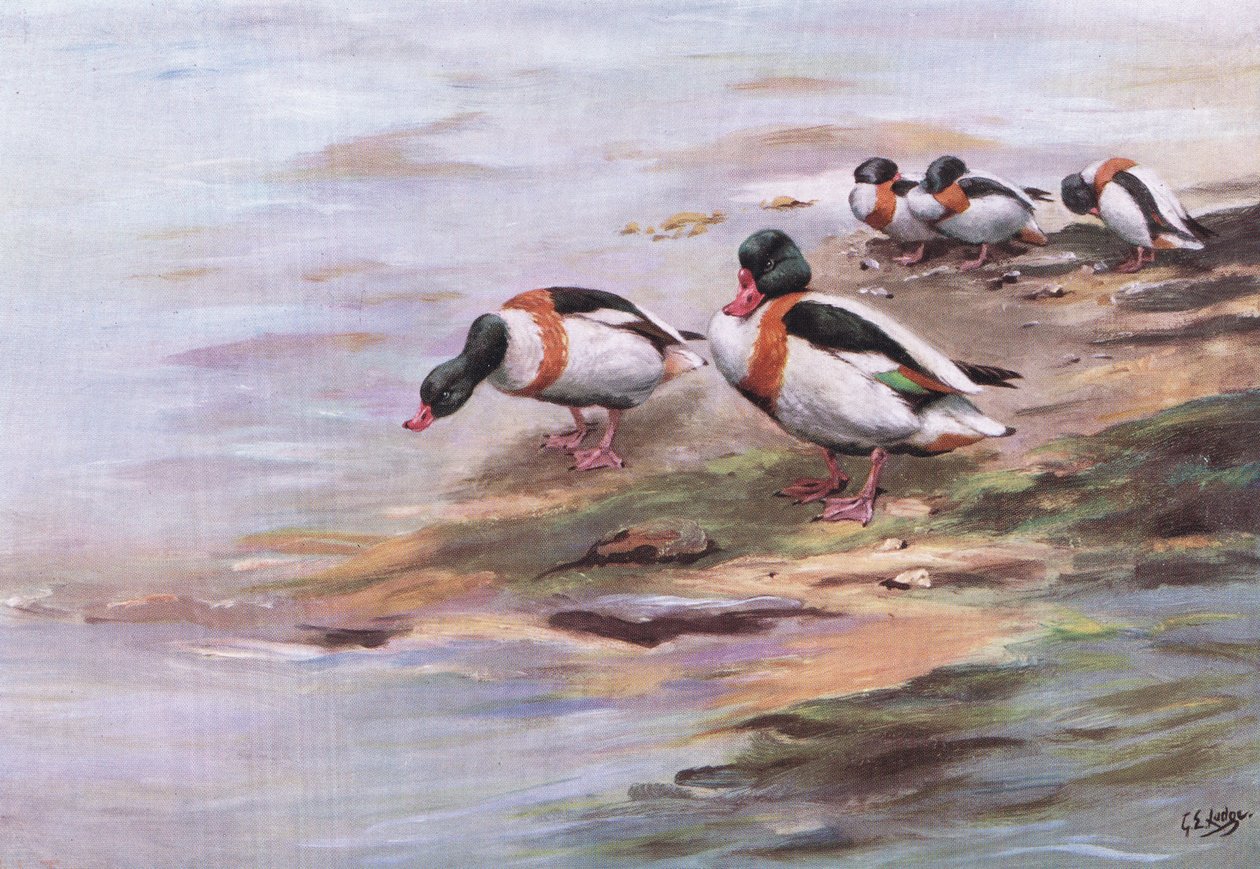 Patos Sheld (litografía) de George Edward Lodge