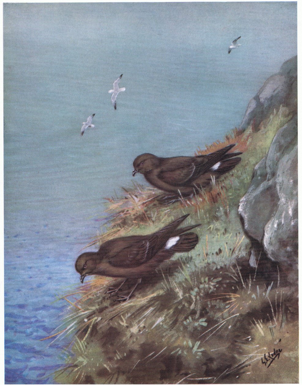 Petrel de las tormentas (litografía) de George Edward Lodge