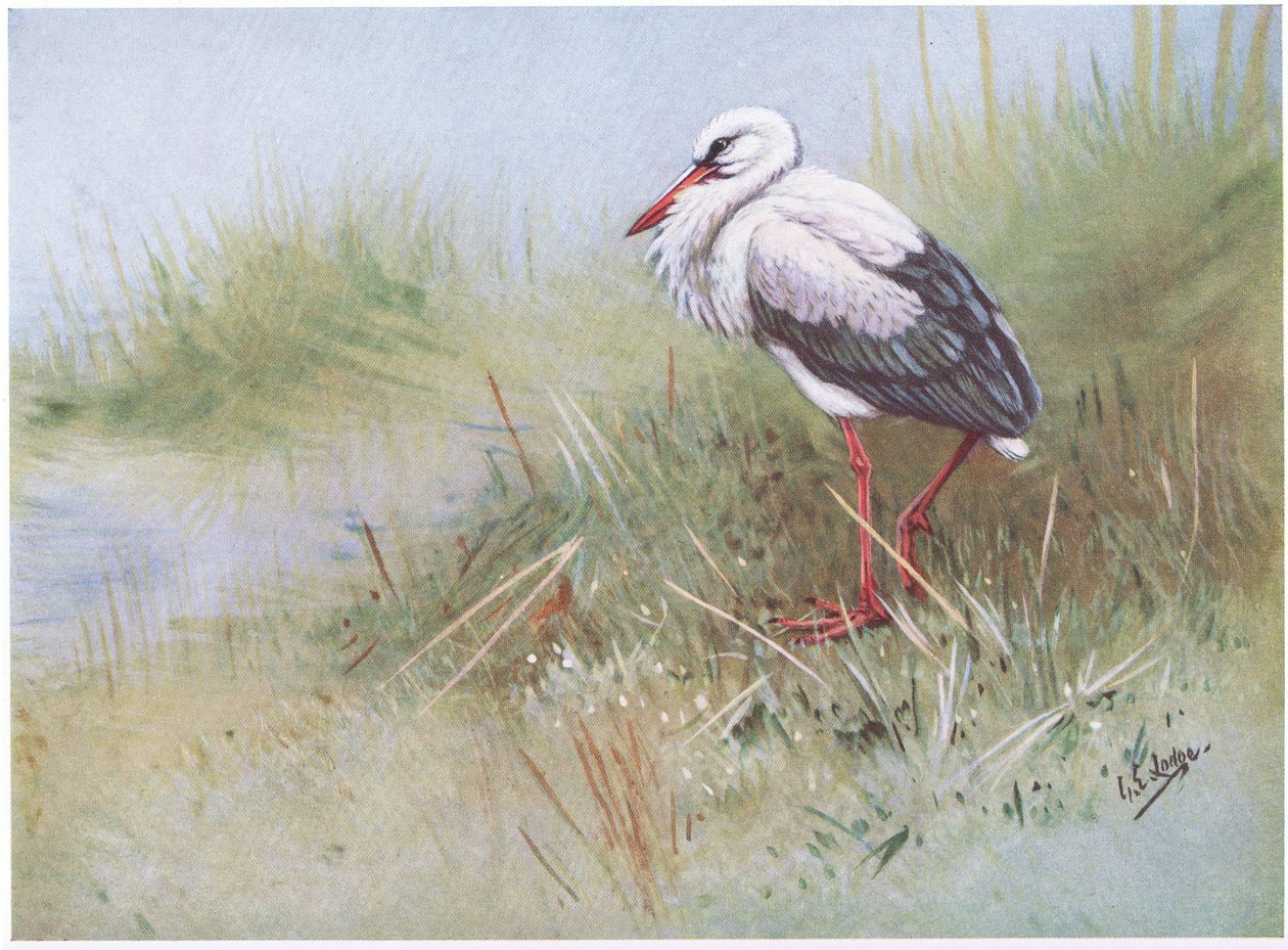 Cigüeña blanca (litografía) de George Edward Lodge