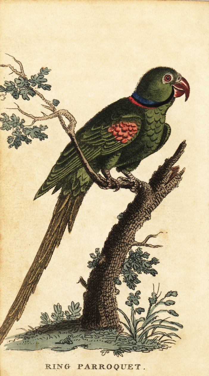 Perico Alejandrino, Psittacula eupatria.,1800 (grabado) de George Edwards