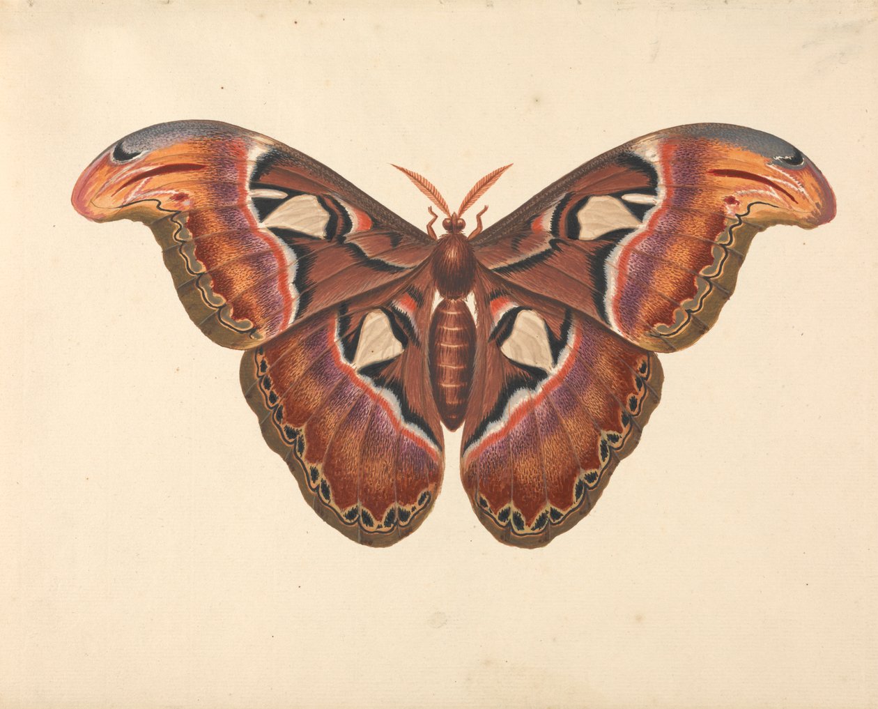Polilla del Atlas de George Edwards