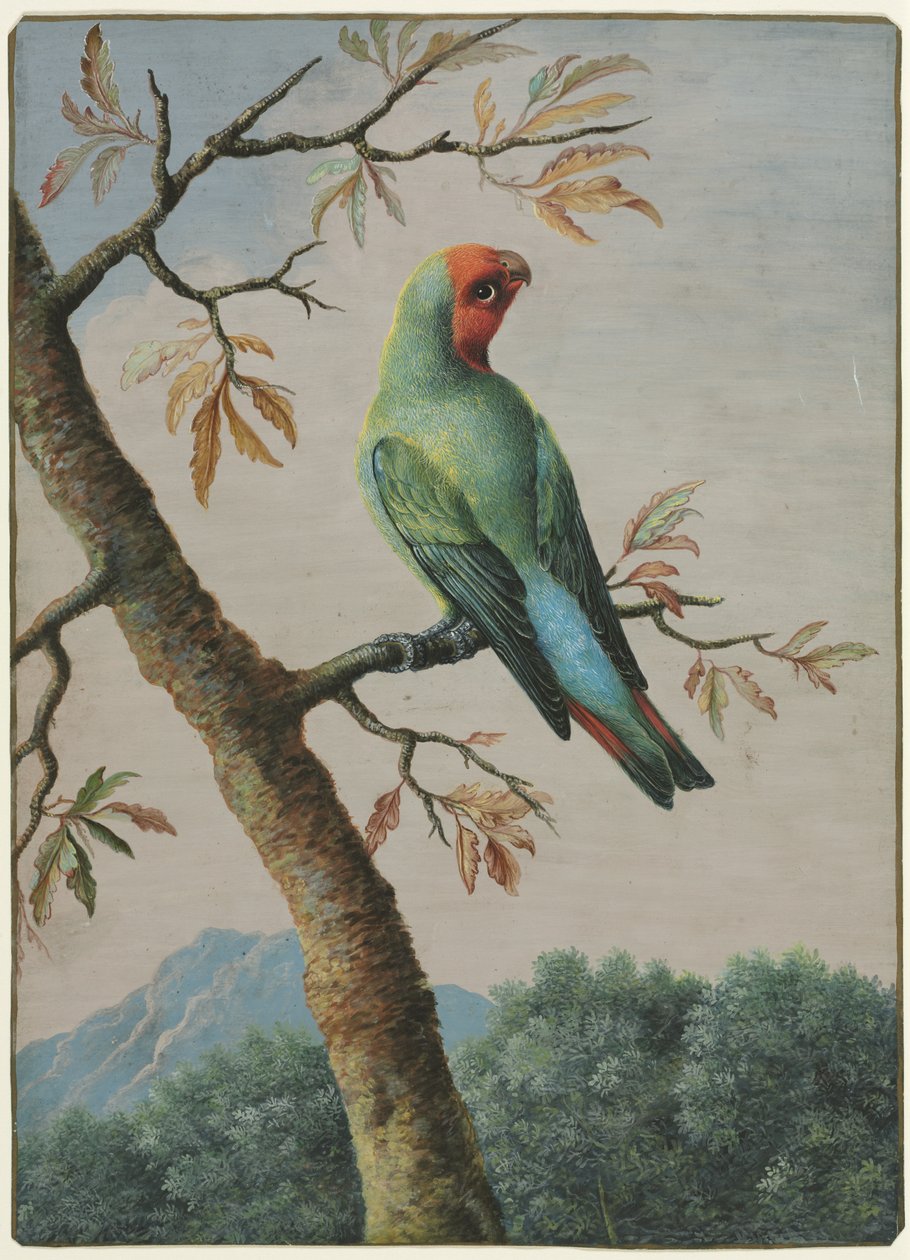 Bird Study de George Edwards