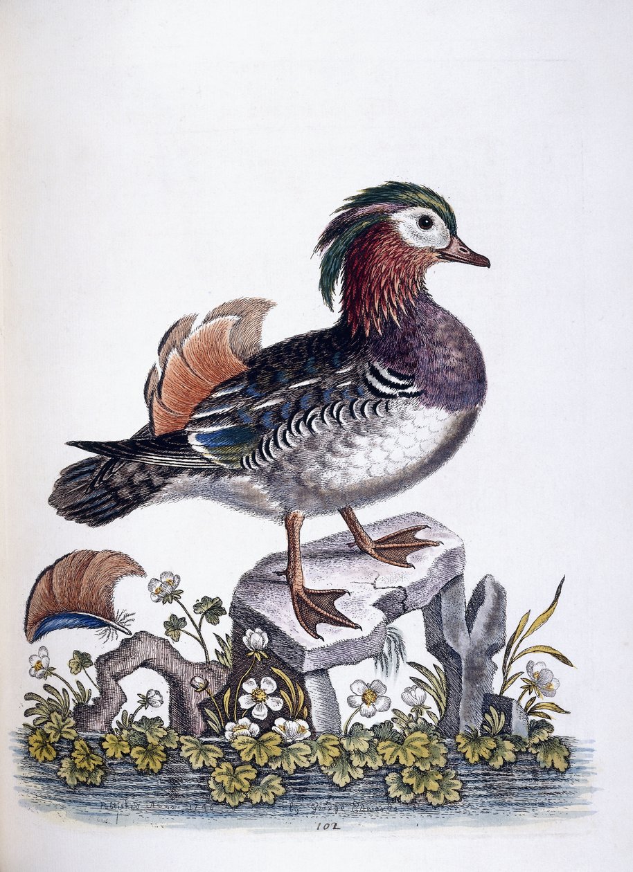 Pato mandarín, 1746 de George Edwards