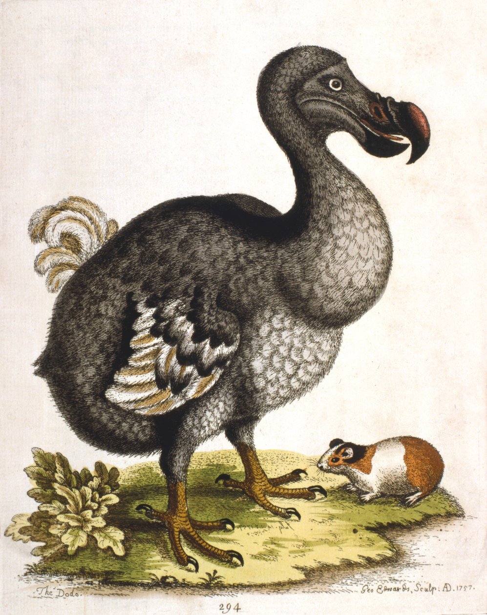 Dodo y conejillo de indias de George Edwards