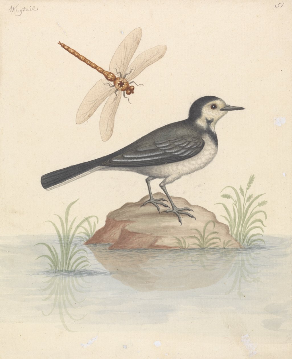 Lavandera blanca y libélula de George Edwards