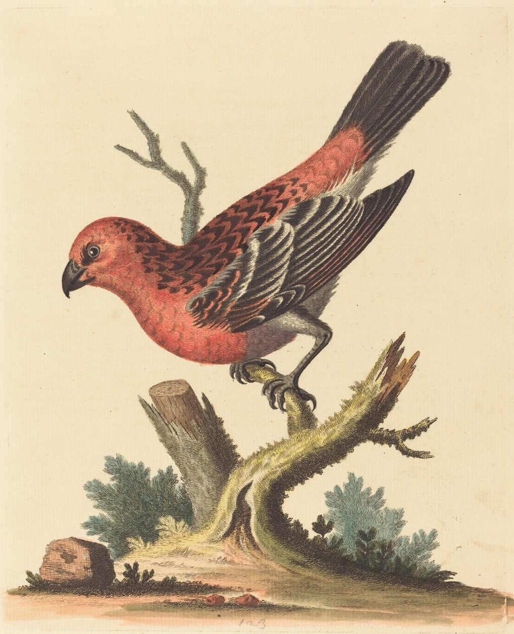 Pájaro rojo y negro de George Edwards