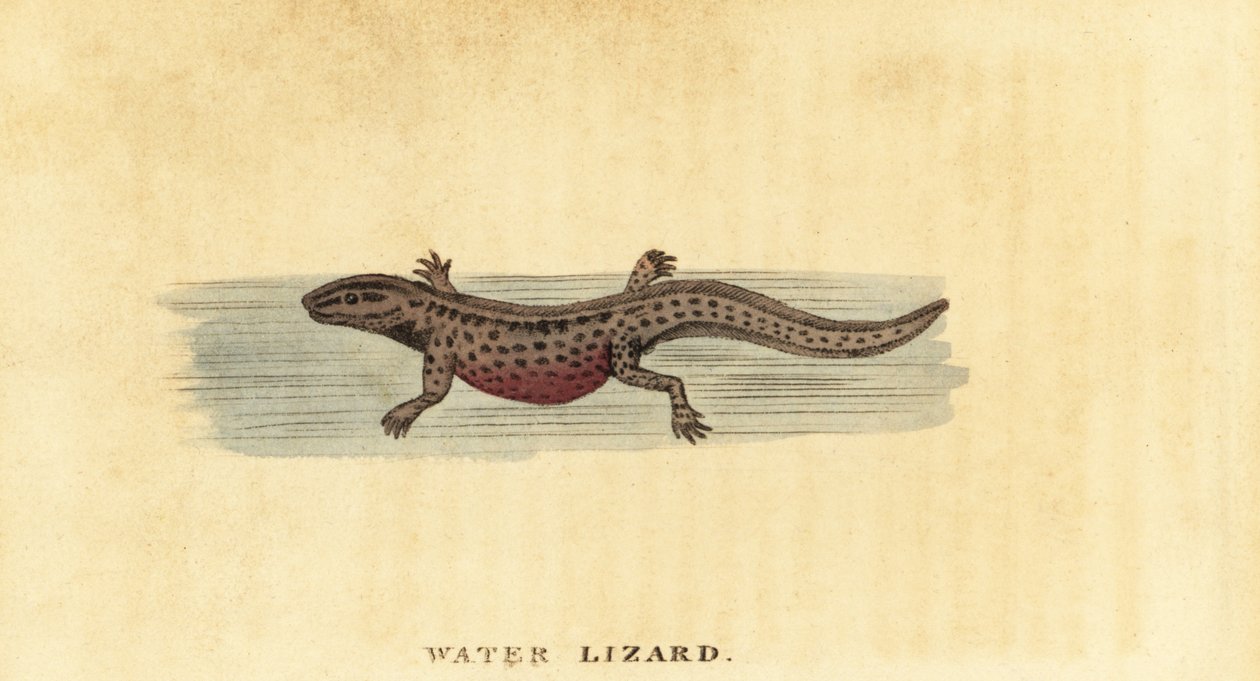 Tritón liso, Lissotriton vulgaris. ,1800 (grabado) de George Edwards