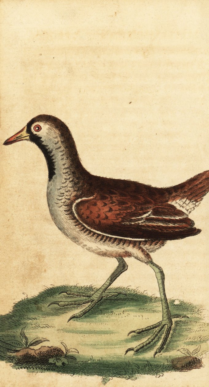 Sora, Porzana carolina. ,1800 (grabado) de George Edwards