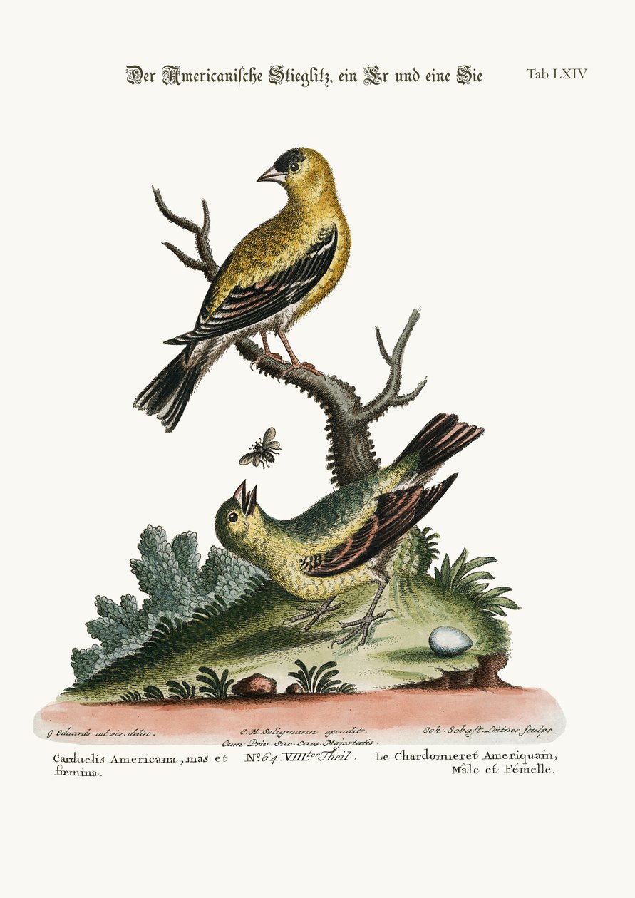 El jilguero americano, macho y hembra, 1749-73 de George Edwards