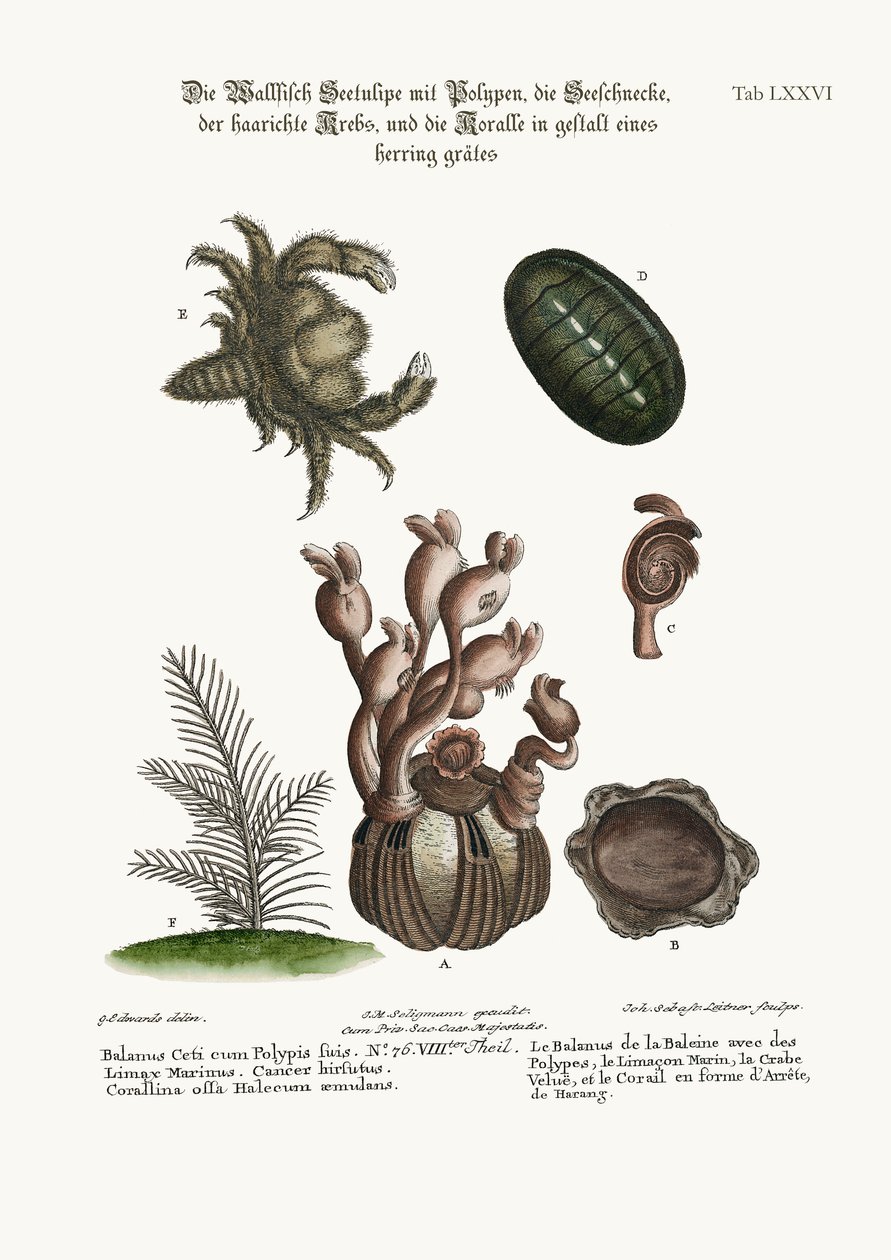 El Balanus de la Ballena con Polipos, la Limax Marina, el Cangrejo Peludo y el Coralino en Espina de Pescado, 1749-73 de George Edwards