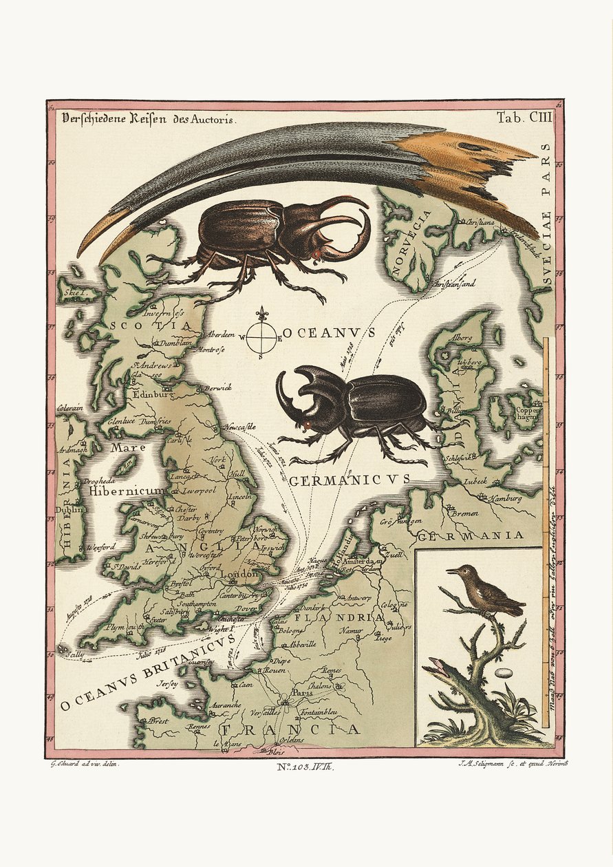 El pico del Ibis egipcio y el colibrí más pequeño, 1749-73 de George Edwards
