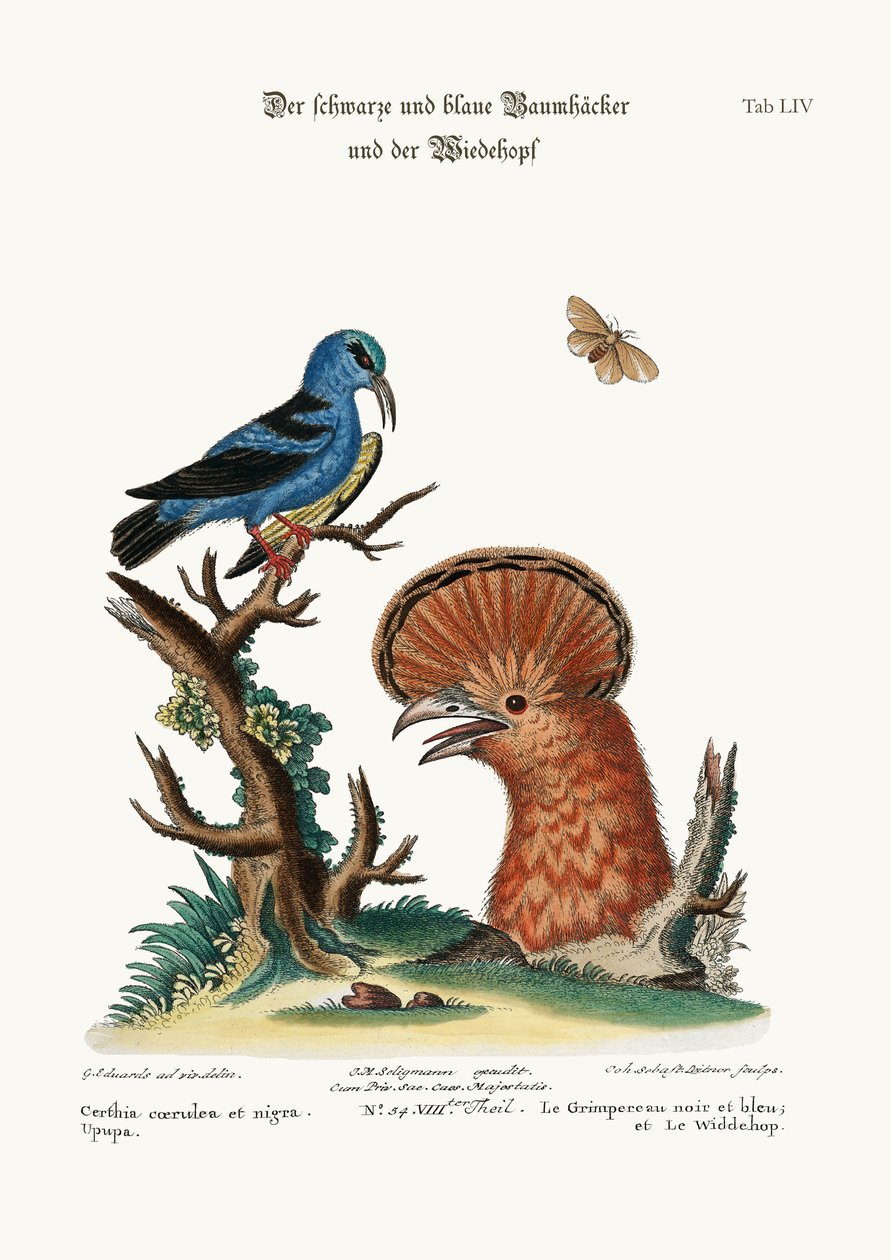 El trepador negro y azul, y la abubilla hembra, 1749-73 de George Edwards