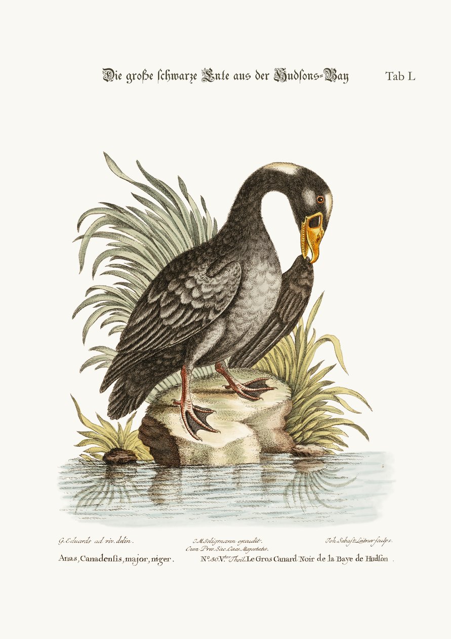 El Gran Pato Negro de la Bahía de Hudson, 1749-73 de George Edwards